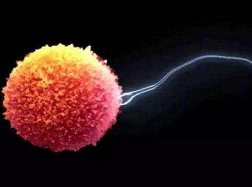 试管放2个以上胚胎成活率到底有多少？