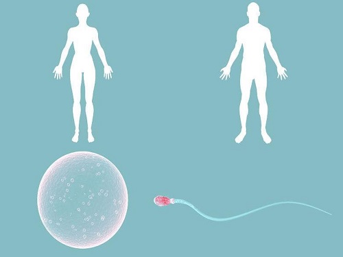 试管放2个以上胚胎成活率到底有多少？