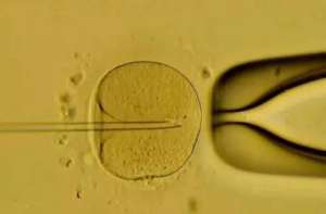 试管一代和二代哪个胚胎质量好